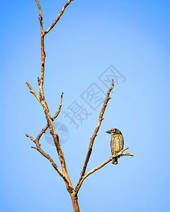 孤立的铜铁匠巴比特鸟图像 坐在干树上背景图片
