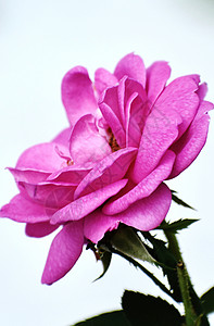 粉红玫瑰之光艺术花束婚礼礼物玫瑰粉色母亲花瓶背景图片