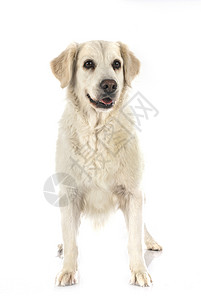 工作室的黄金寻金器动物女性猎狗宠物猎犬白色成人棕褐色背景图片