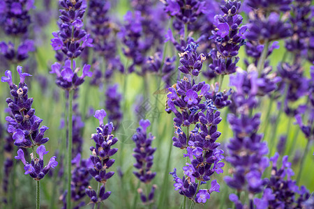 夏天的紫色田地自然高清图片素材
