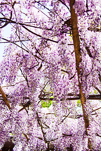 花生花作为背景和谐计算机花朵自然图片拱门视频图像屏幕资源背景图片