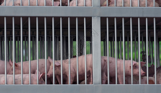 从农场到屠宰场的卡车运输中的猪头疾病权利动物主持人福利载体猪瘟寄生虫送货食物背景