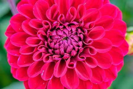 大丽菊自然粉色的高清图片
