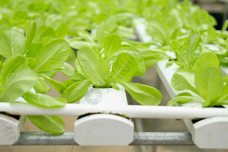 在水栽培农场的植物苗圃中生蔬菜种植食物水培生长栽培水培法花园沙拉培育技术生产室内的高清图片素材