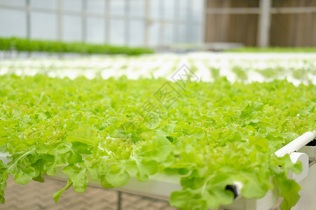 在水栽培农场的植物苗圃中生蔬菜种植生长栽培生产培育农田水培法沙拉食物种植园花园技术高清图片素材