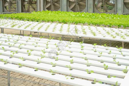 在水栽培农场的植物苗圃中生蔬菜种植生长农田沙拉商业种植园食物培育水培法水培花园生的高清图片素材