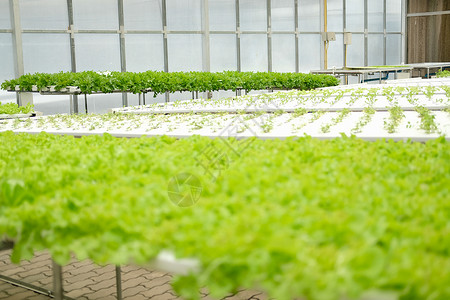 在水栽培农场的植物苗圃中生蔬菜种植水培生长沙拉收成种植园技术水培法培育栽培食物商业的高清图片素材