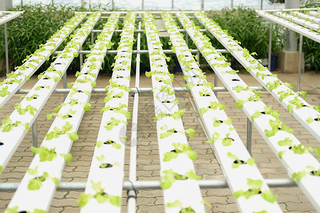 在水栽培农场的植物苗圃中生蔬菜种植生产收成种植园食物水培法花园栽培商业沙拉培育农田高清图片素材