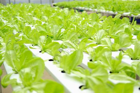 在水栽培农场的植物苗圃中生蔬菜种植食物栽培水培法培育种植园收成农田水培技术花园健康高清图片素材