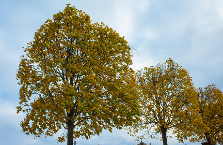 俄罗斯中部的秋季棕色叶子绿色树叶季节季节性公园黄色白色树木蓝色的高清图片素材