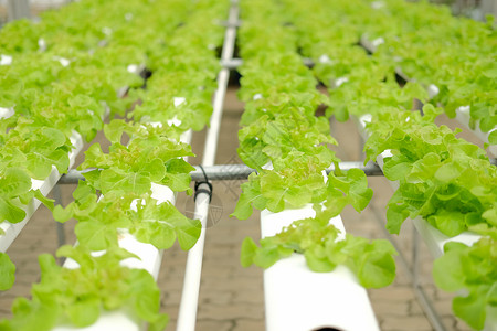 在水栽培农场的植物苗圃中生蔬菜种植沙拉收成生产农田水培法生长培育食物种植园花园生的高清图片素材