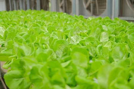 在水栽培农场的植物苗圃中生蔬菜种植培育技术生产商业食物农田栽培生长水培花园收成高清图片素材