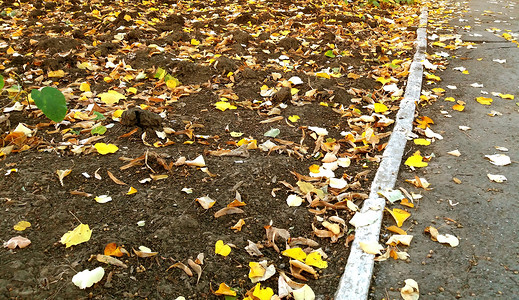 几叶叶子变黄了掉下来 就在秋天背景图片