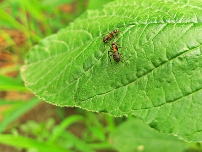两个蚂蚁素材绿叶上有两个大蚂蚁背景