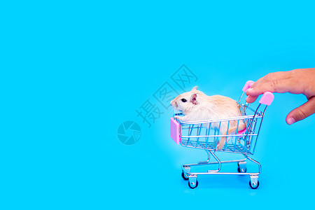 幼鼠啮齿动物宠物商店图片素材