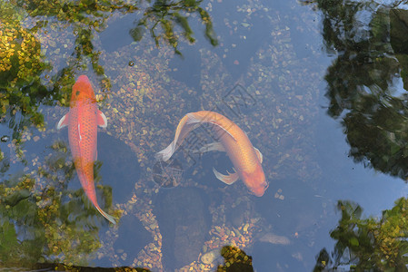 两条锦鲤鱼美国得克萨斯州达拉斯附近的植物园中 水塘里游来游泳的两条美丽的科伊鱼背景