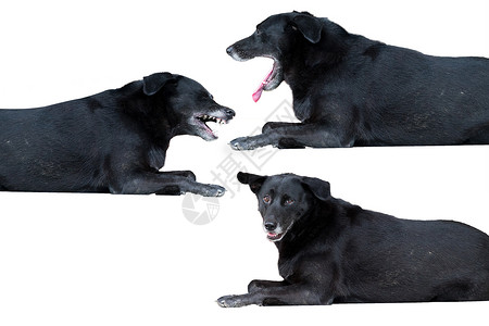 流浪狗铺设宠物奶源黑色犬类动物白色小狗背景图片