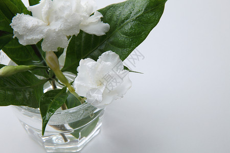 茉菊花植物群花瓣香气叶子花园绿色白色花朵植物玻璃新鲜的高清图片素材