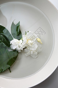 茉菊花香气茉莉绿色花园季节性植物花朵白色植物群叶子开花高清图片素材