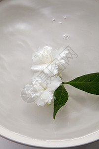 茉菊花花园茉莉绿色花瓣叶子季节性白色香气植物植物群绽放高清图片素材
