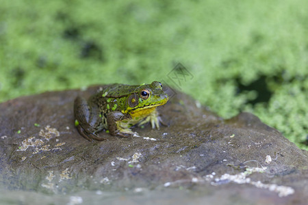 一只绿色青蛙坐在花园池塘附近的岩石上花园环境黄色树叶苔藓背景图片