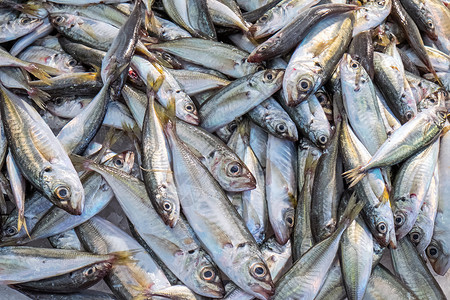 出售小鱼食物钓鱼灰色海鲜盐水动物海洋营养饮食市场凤尾鱼高清图片素材