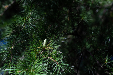 树上的锥子植物松树公园森林花园荒野绿色背景图片