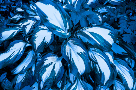 装饰工厂的蓝色和白色叶子的纹理植物树叶背景图片