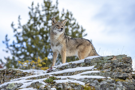 土狼哺乳动物犬类食物岩石清道夫猎人尾巴外套动物摄影图片素材