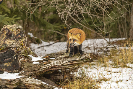 红狐狸动物园猎人荒野森林食肉哺乳动物犬类眼睛捕食者野猫跟踪高清图片素材