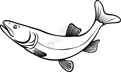 乔诺英科罗拉多-皮克明诺·普蒂乔切勒斯路西斯或科罗拉多-斯夸维鱼插画