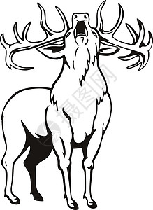 鹿嘴山庄红鹿鹿 Elaphus 咆哮从前面模具黑色和白色复古插画