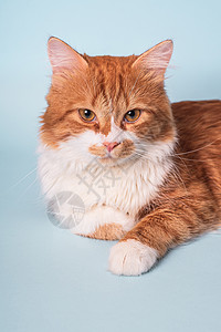 可爱的年轻姜小猫 有白色毛皮和严肃面容美丽的高清图片素材