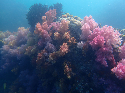 海水下的海洋生物 水下风景摄影学和海底景观摄影海上生活海底世界海洋潜水脊椎动物珊瑚活动动物游泳旅游背景图片