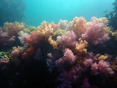 海水下的海洋生物 水下风景摄影学和海底景观摄影海上生活动物海洋活动海底世界主题游泳珊瑚旅游脊椎动物背景图片