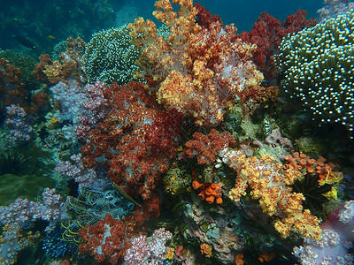海水下的海洋生物 水下风景摄影学和海底景观摄影海上生活动物生活旅游潜水活动游泳珊瑚脊椎动物主题背景图片
