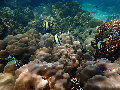海水下的海洋生物 水下风景摄影学和海底景观摄影活动主题游泳潜水海底世界动物脊椎动物珊瑚海上生活旅游背景图片