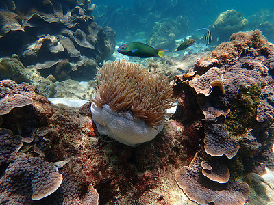 海水下的海洋生物 水下风景摄影学和海底景观摄影主题游泳珊瑚动物海洋海底世界海上生活活动生活脊椎动物背景图片