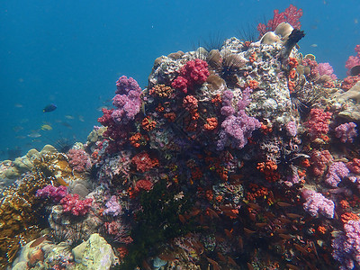 海水下的海洋生物 水下风景摄影学和海底景观摄影游泳珊瑚活动海上生活生活脊椎动物海底世界旅游主题动物背景图片