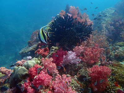 海水下的海洋生物 水下风景摄影学和海底景观摄影主题动物海洋旅游活动海底世界珊瑚生活海上生活游泳背景图片