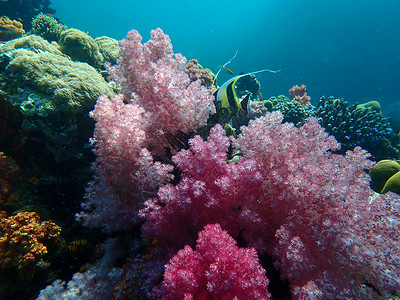 海水下的海洋生物 水下风景摄影学和海底景观摄影海底世界动物脊椎动物主题潜水海上生活生活游泳珊瑚海洋背景图片