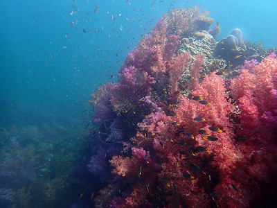 海水下的海洋生物 水下风景摄影学和海底景观摄影主题海底世界海上生活潜水旅游珊瑚生活活动海洋动物背景图片