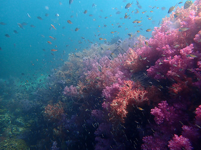 海水下的海洋生物 水下风景摄影学和海底景观摄影动物海上生活主题旅游海底世界海洋活动游泳脊椎动物潜水背景图片