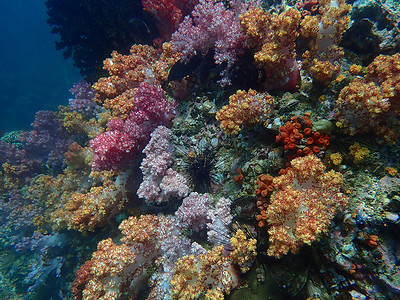 海水下的海洋生物 水下风景摄影学和海底景观摄影珊瑚动物海底世界海洋主题潜水活动游泳脊椎动物生活背景图片