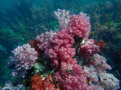 海水下的海洋生物 水下风景摄影学和海底景观摄影海上生活脊椎动物生活游泳活动海洋动物珊瑚潜水海底世界背景图片