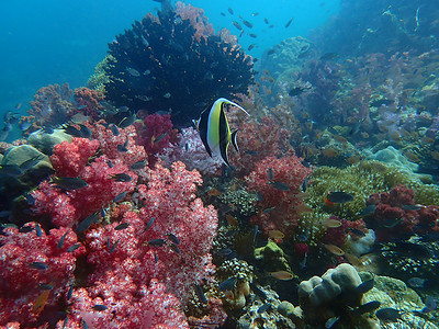 海水下的海洋生物 水下风景摄影学和海底景观摄影海洋珊瑚生活潜水动物活动游泳海底世界旅游主题背景图片