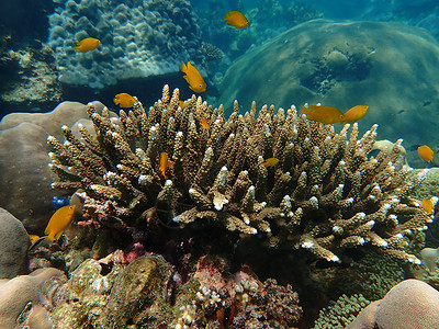 海水下的海洋生物 水下风景摄影学和海底景观摄影游泳海上生活海洋生活海底世界动物珊瑚旅游活动脊椎动物背景图片