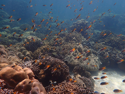 海水下的海洋生物 水下风景摄影学和海底景观摄影海底世界旅游潜水活动生活脊椎动物海上生活游泳海洋珊瑚背景图片
