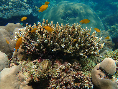 海水下的海洋生物 水下风景摄影学和海底景观摄影潜水动物活动海上生活游泳旅游海洋主题海底世界珊瑚背景图片