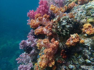 海水下的海洋生物 水下风景摄影学和海底景观摄影旅游珊瑚主题活动海上生活海洋脊椎动物游泳动物海底世界背景图片